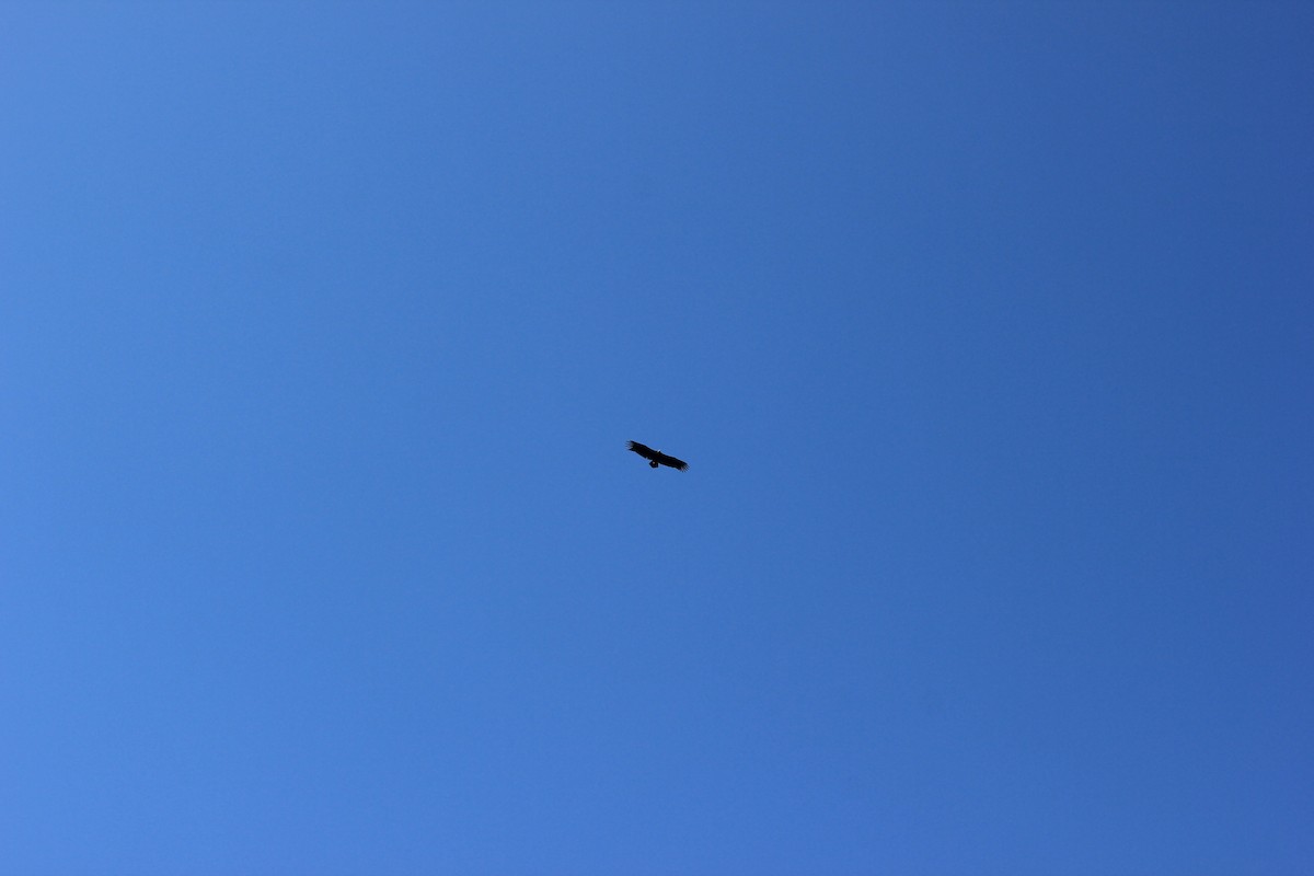 sup hnědý - ML645092194