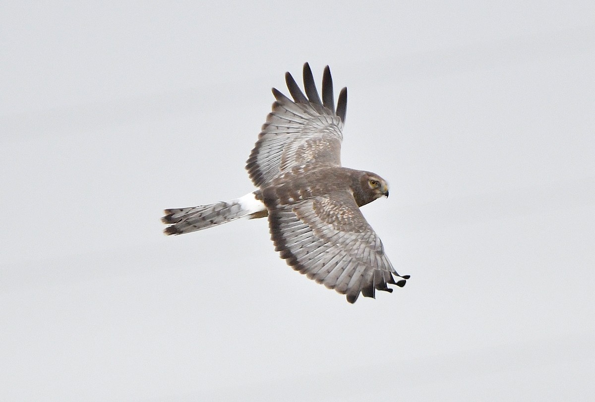 Лунь американський - ML645092202