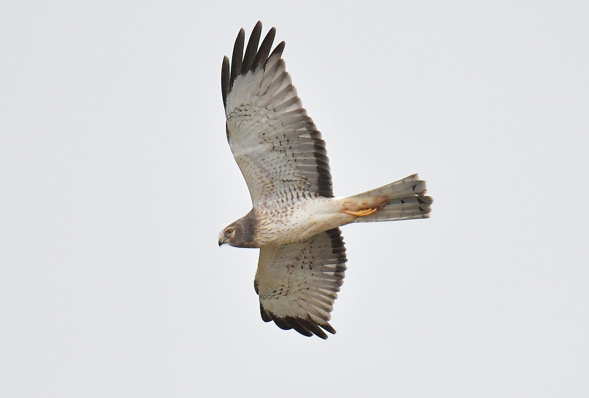 Лунь американський - ML645092203