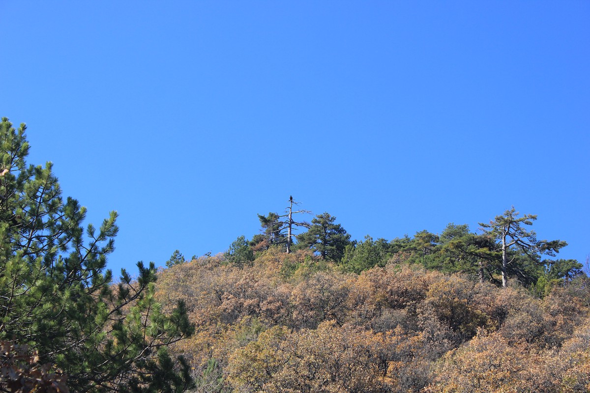 sup hnědý - ML645092218