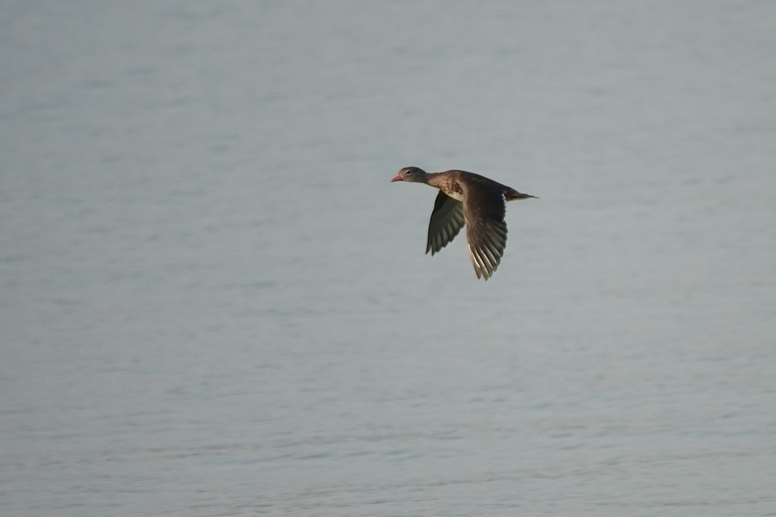 Mandarin Duck - ML645092220