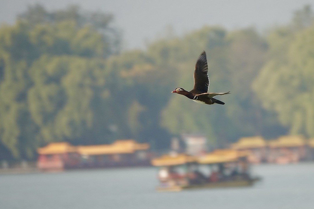 Mandarin Duck - ML645092221