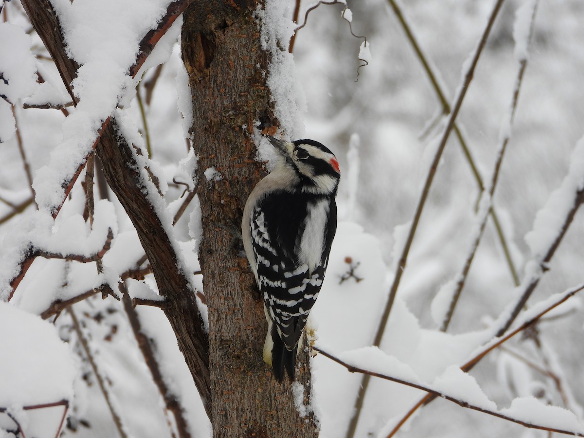 Downy Woodpecker - ML645092223