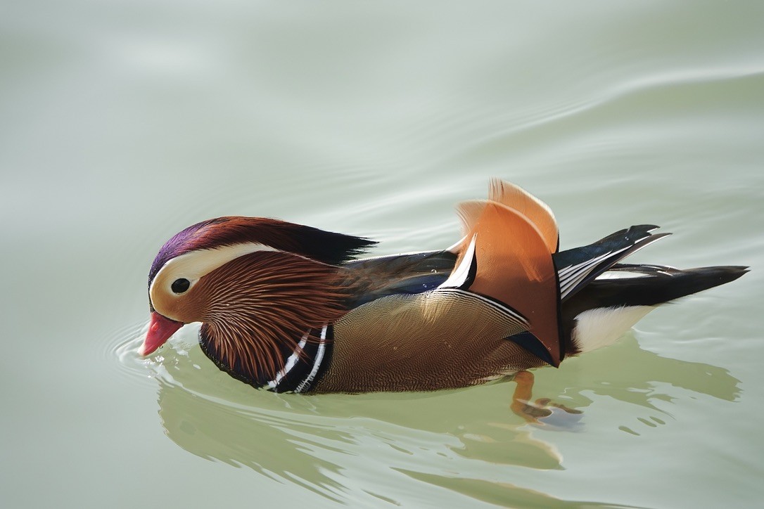 Mandarin Duck - ML645092240