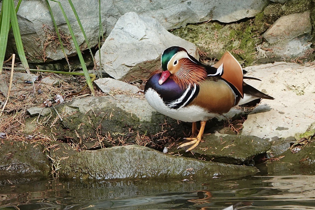Mandarin Duck - ML645092241