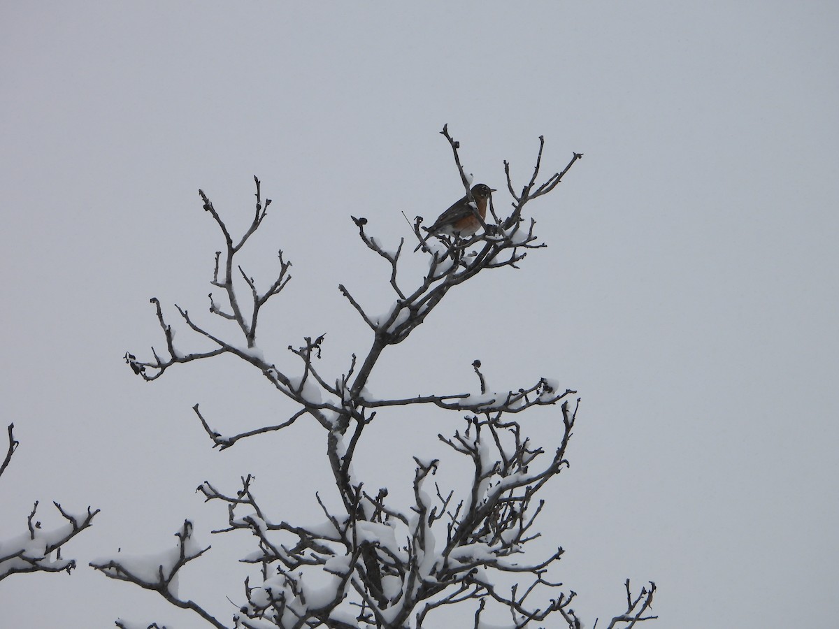 vandretrost - ML645092250