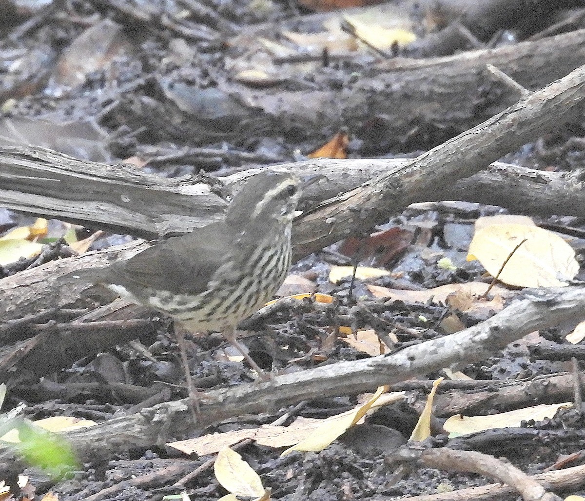 Northern Waterthrush - ML645092251