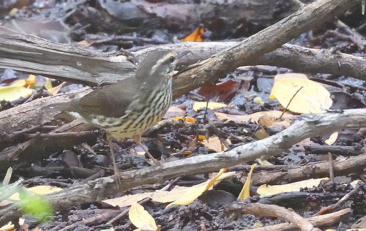 Northern Waterthrush - ML645092252