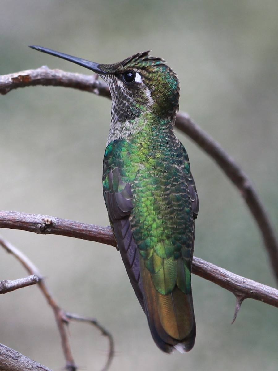 Colibrí Magnífico - ML645092258