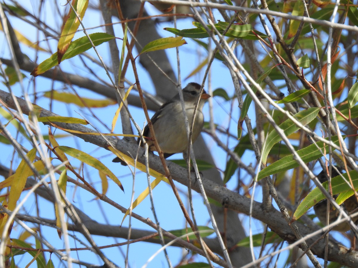 Porsuk Serçesi - ML645092260