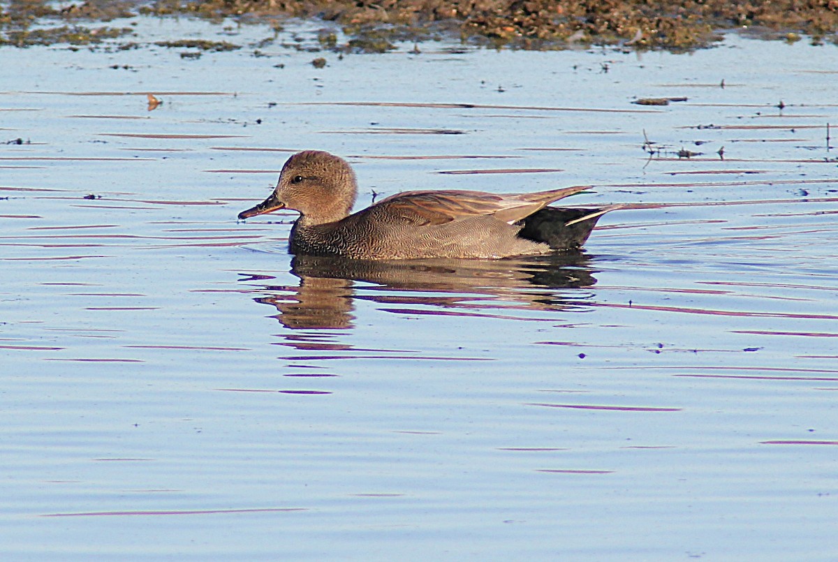 Canard chipeau - ML645092267