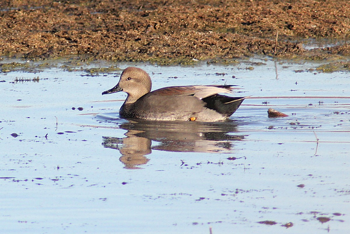 Canard chipeau - ML645092268
