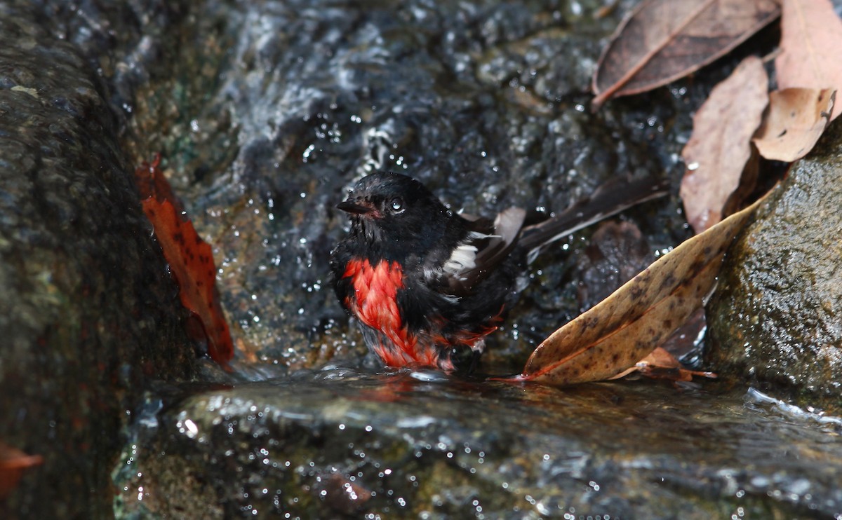 Candelita Aliblanca - ML645092273