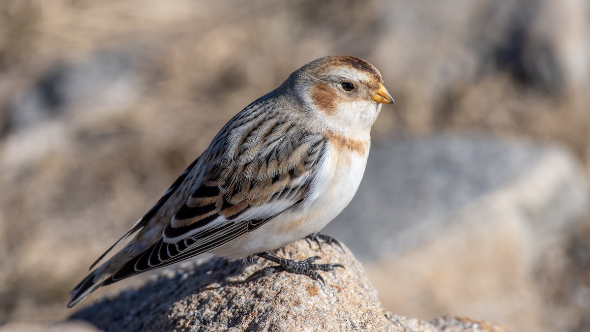 Snow Bunting - ML645092279