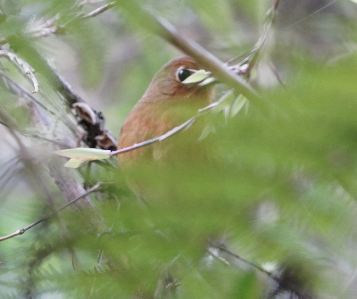 Panao Antpitta - ML645092281