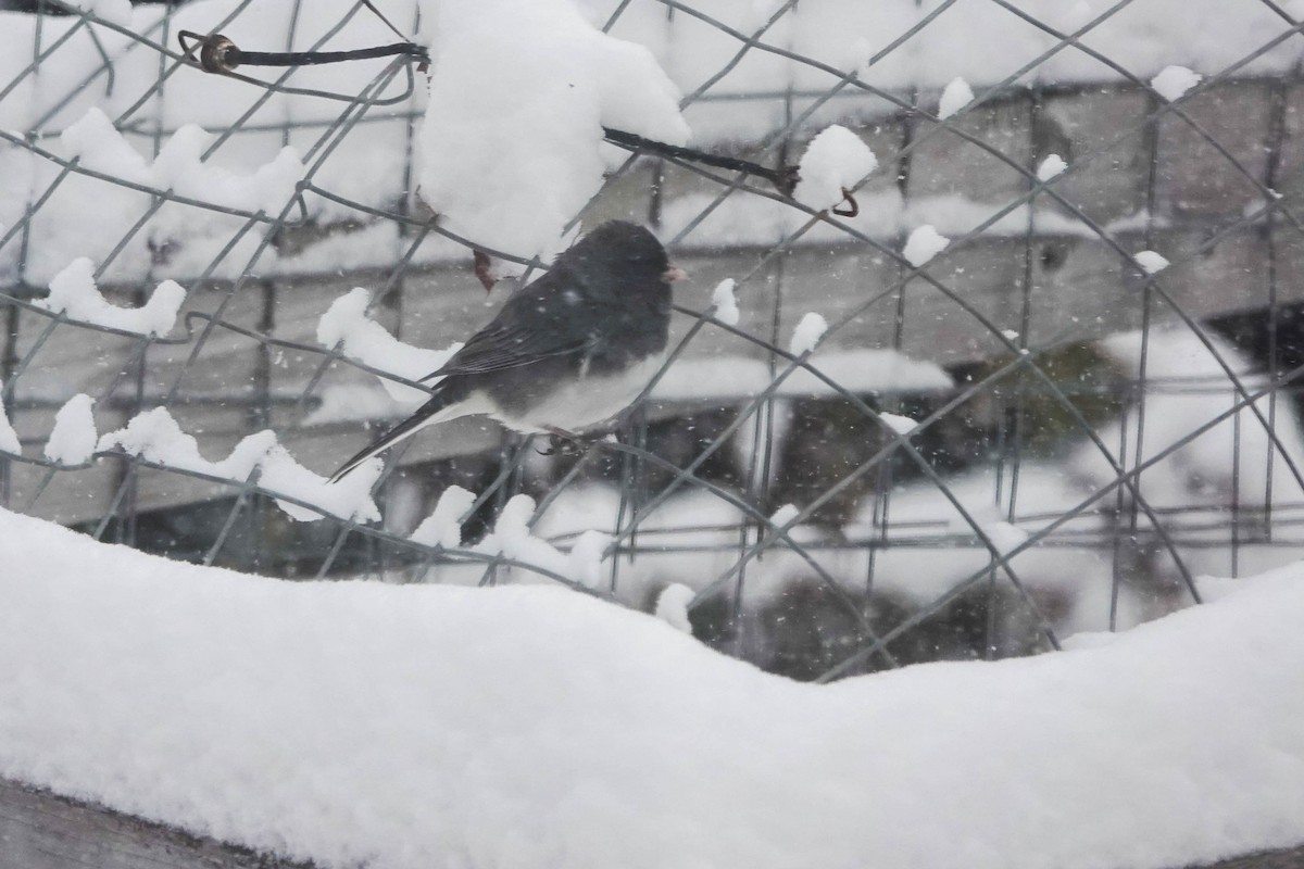 Junco Ojioscuro - ML645092285