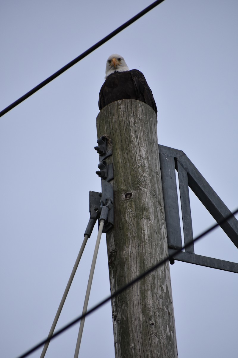 Bald Eagle - ML645092297