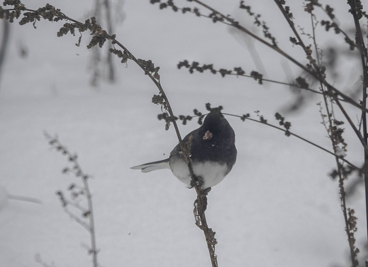 Junco Ojioscuro - ML645092307