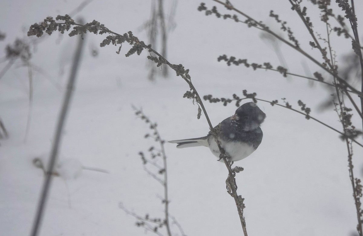 Junco Ojioscuro - ML645092308