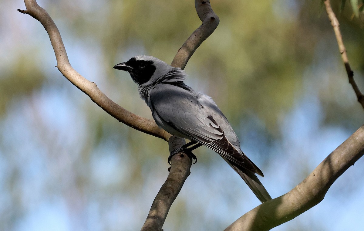 Black-faced Cuckooshrike - ML645092310