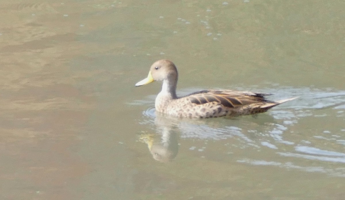 gulnebbstjertand - ML645092314