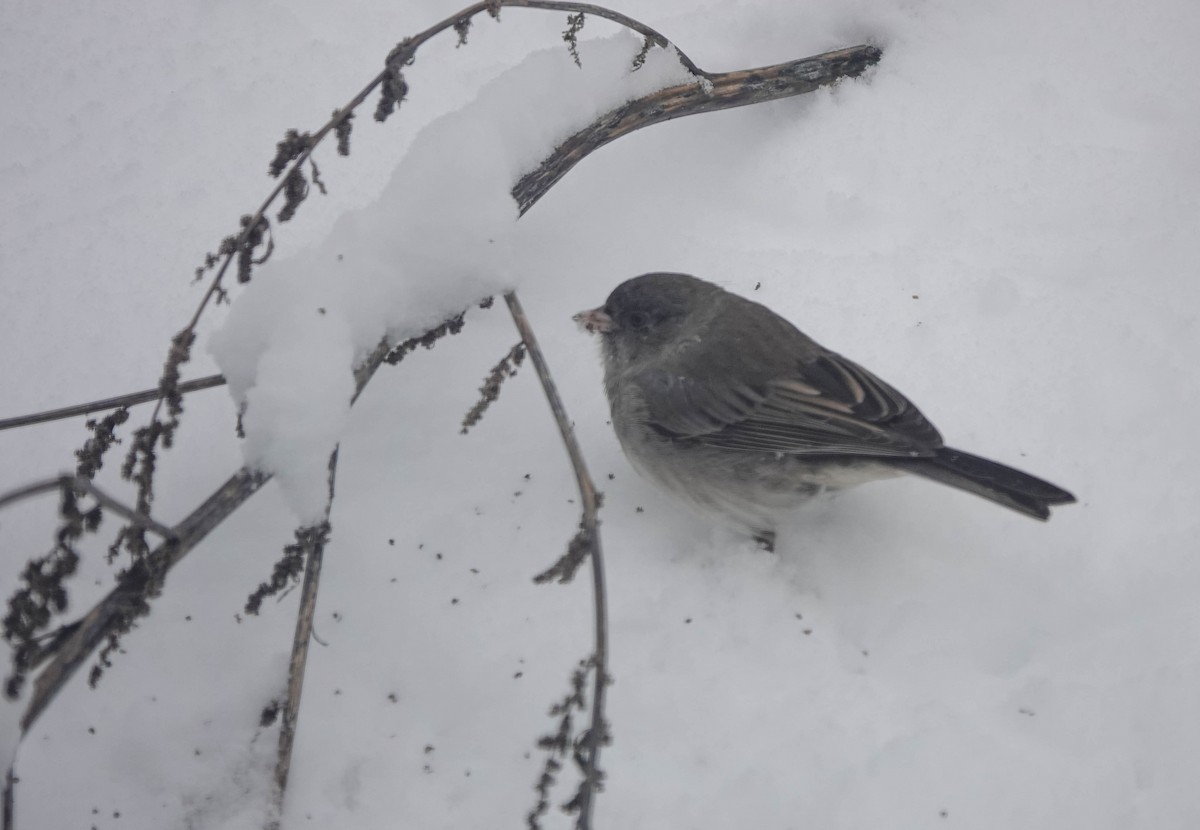 Junco Ojioscuro - ML645092315