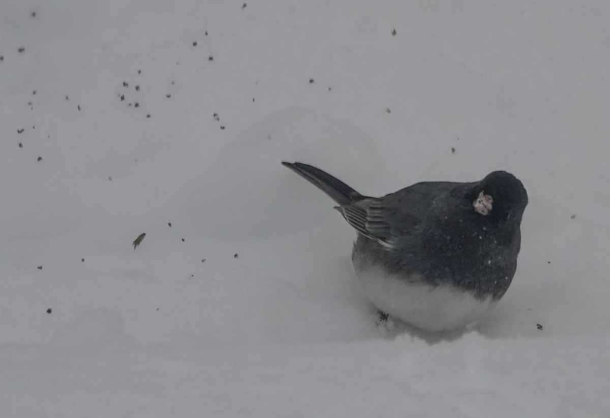 Junco Ojioscuro - ML645092321