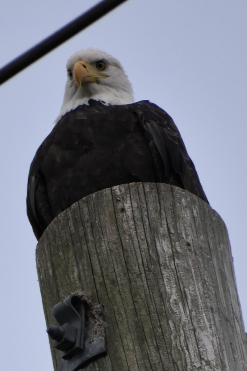 Bald Eagle - ML645092328
