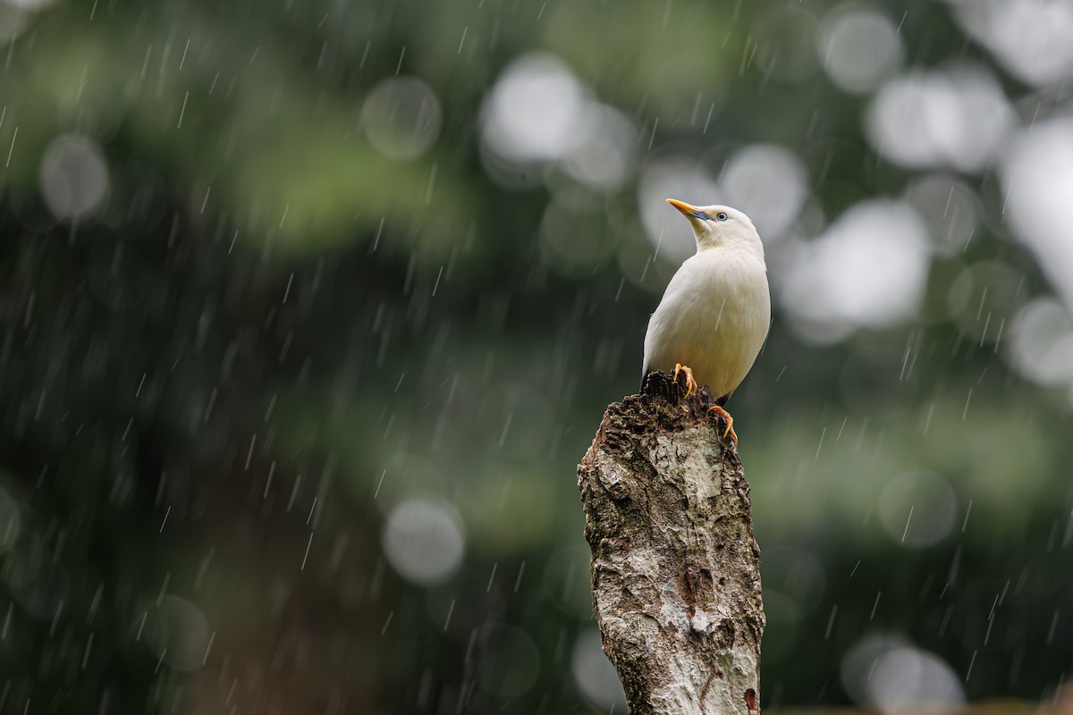 White-headed Starling - ML645092330