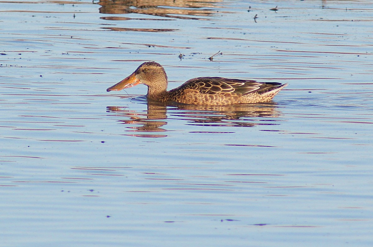 Mestolone - ML645092334