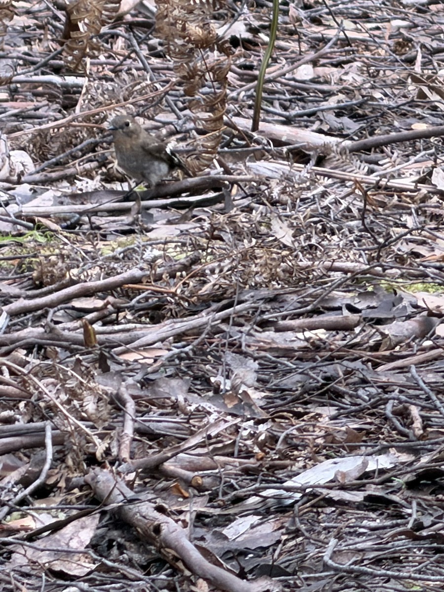 Flame Robin - ML645092345