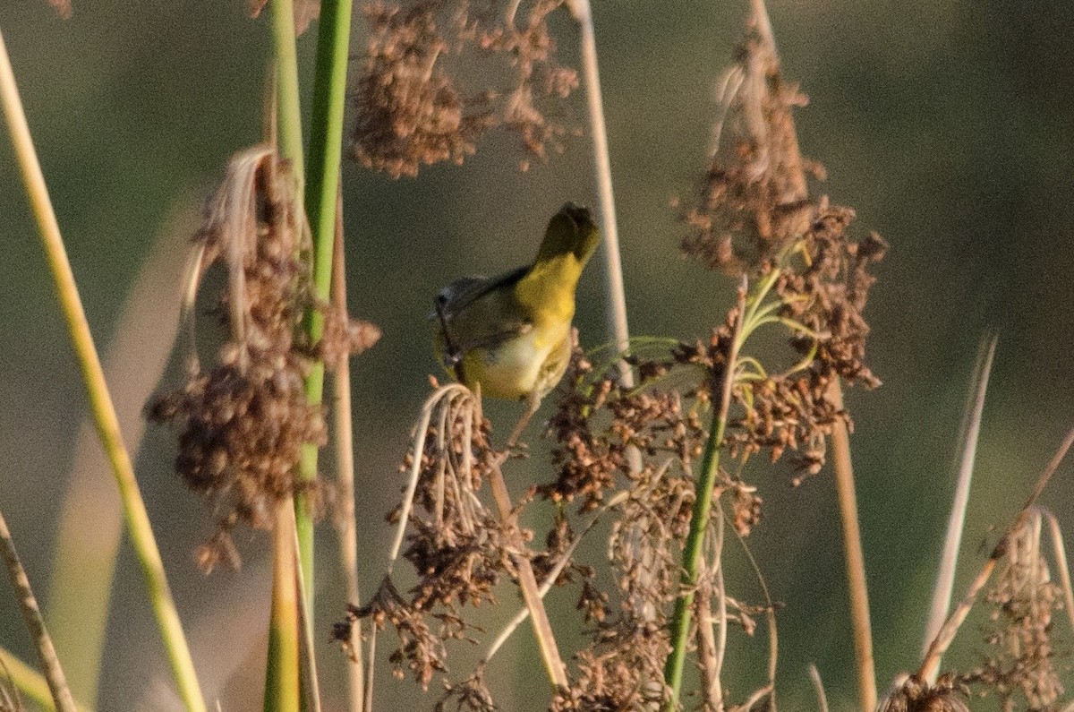 Common Yellowthroat - ML645092347