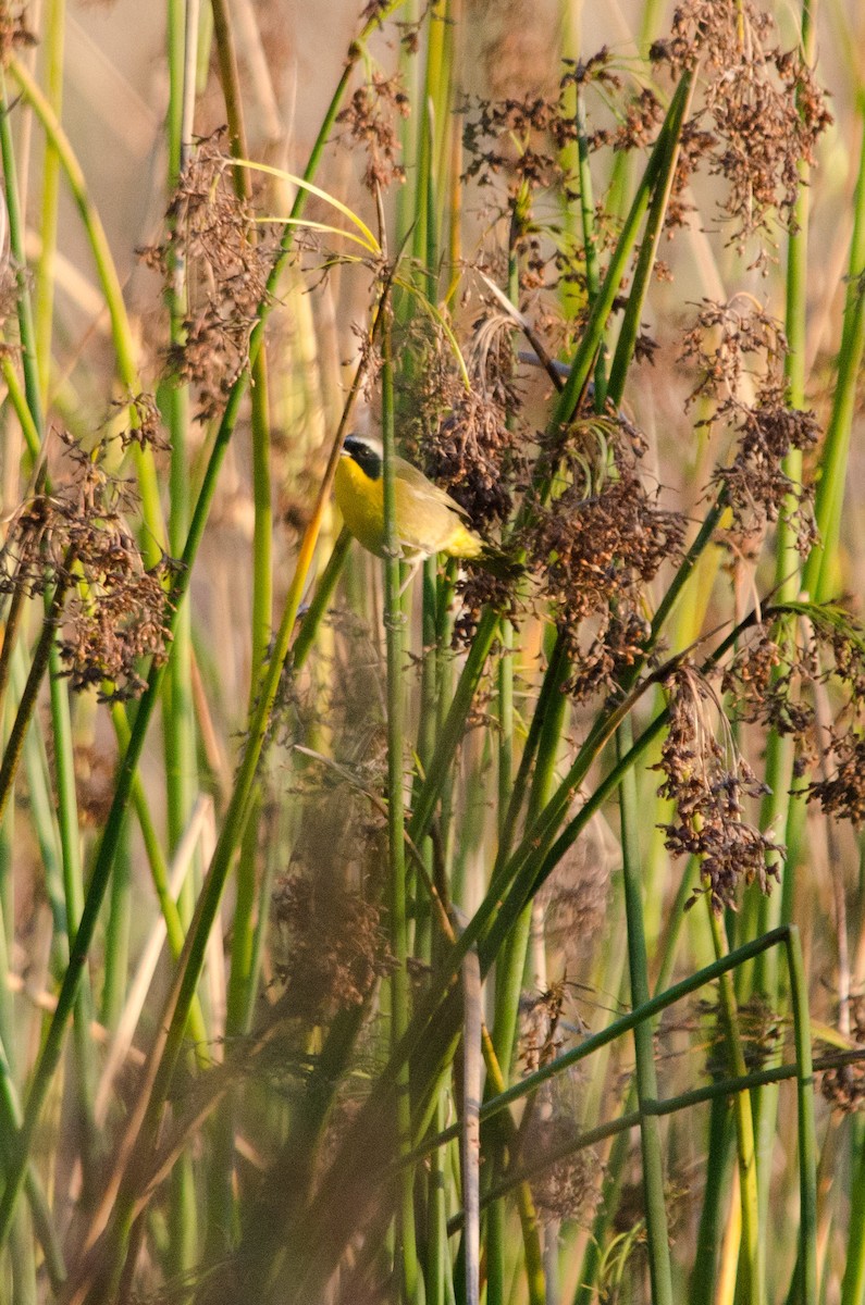 Common Yellowthroat - ML645092348