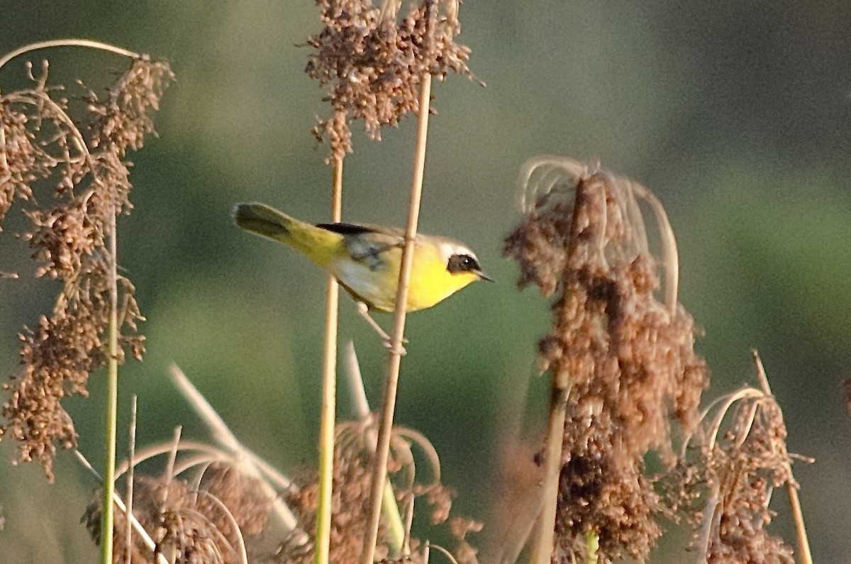 Common Yellowthroat - ML645092349