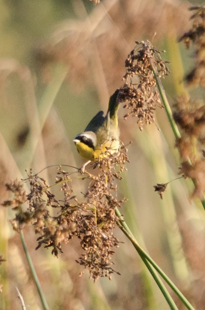 Common Yellowthroat - ML645092350