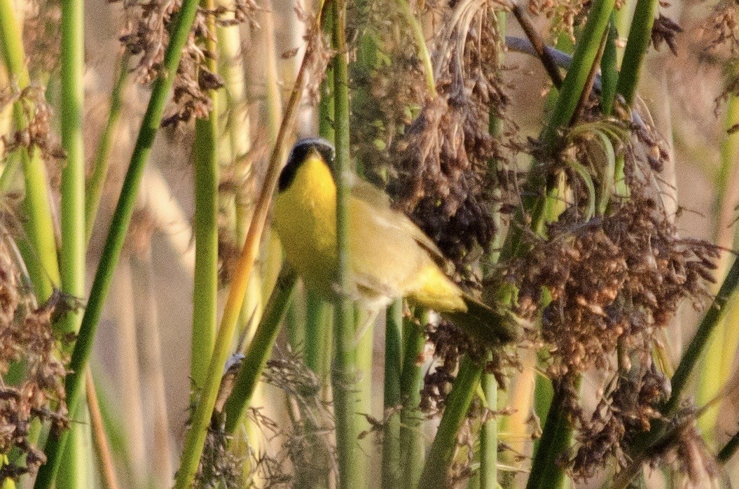 Common Yellowthroat - ML645092351