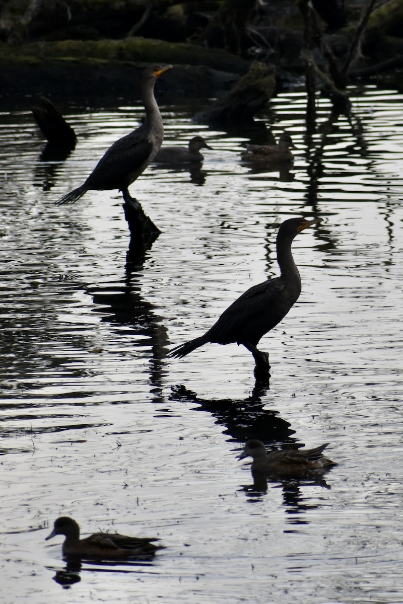 Cormoran à aigrettes - ML645092352