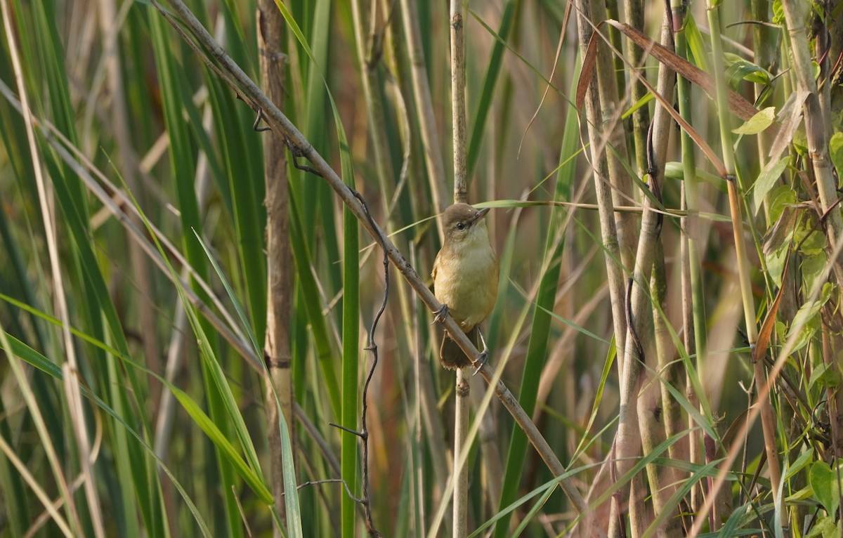 Lezkari zalapartaria - ML645092355