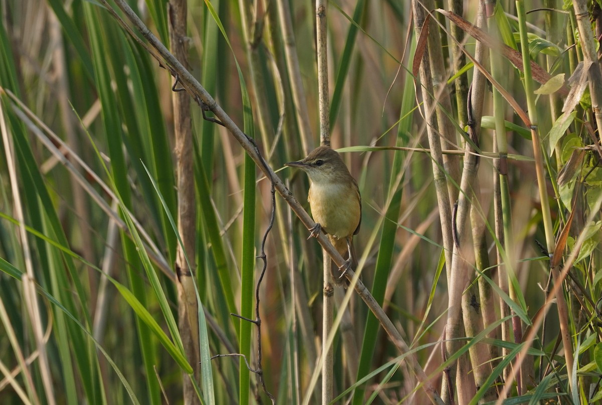 Lezkari zalapartaria - ML645092356