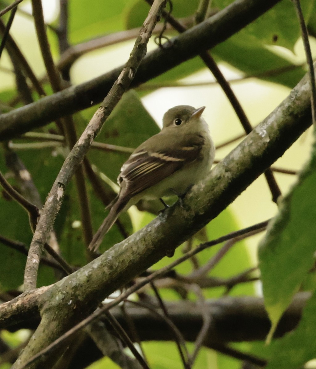 Acadian Flycatcher - ML645092359