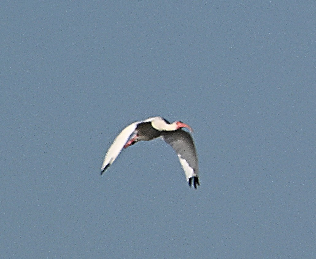 Ak Aynak - ML645092367