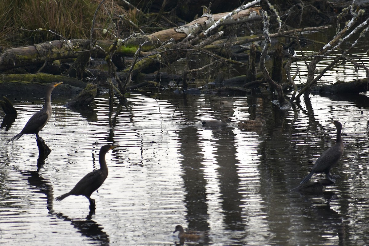 Canard chipeau - ML645092371