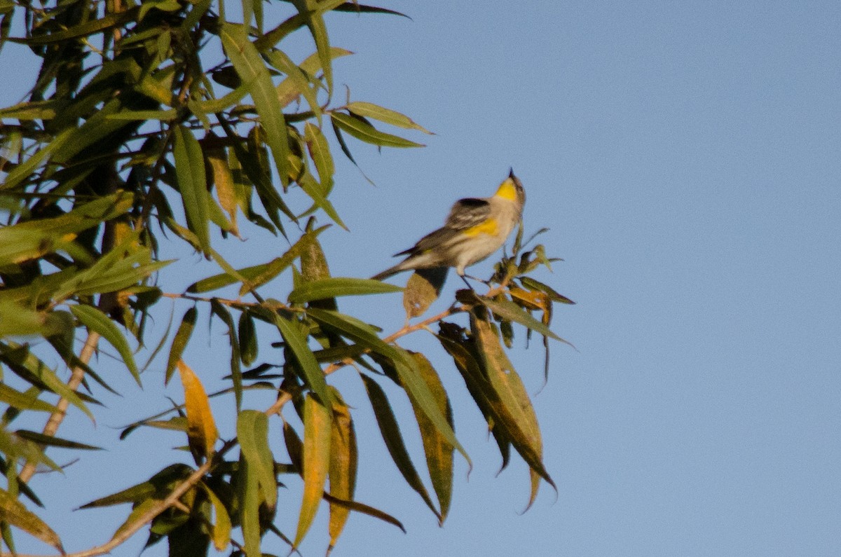 Yellow-rumped Warbler - ML645092374