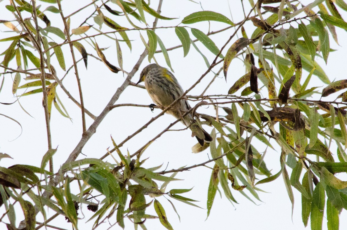 Yellow-rumped Warbler - ML645092375