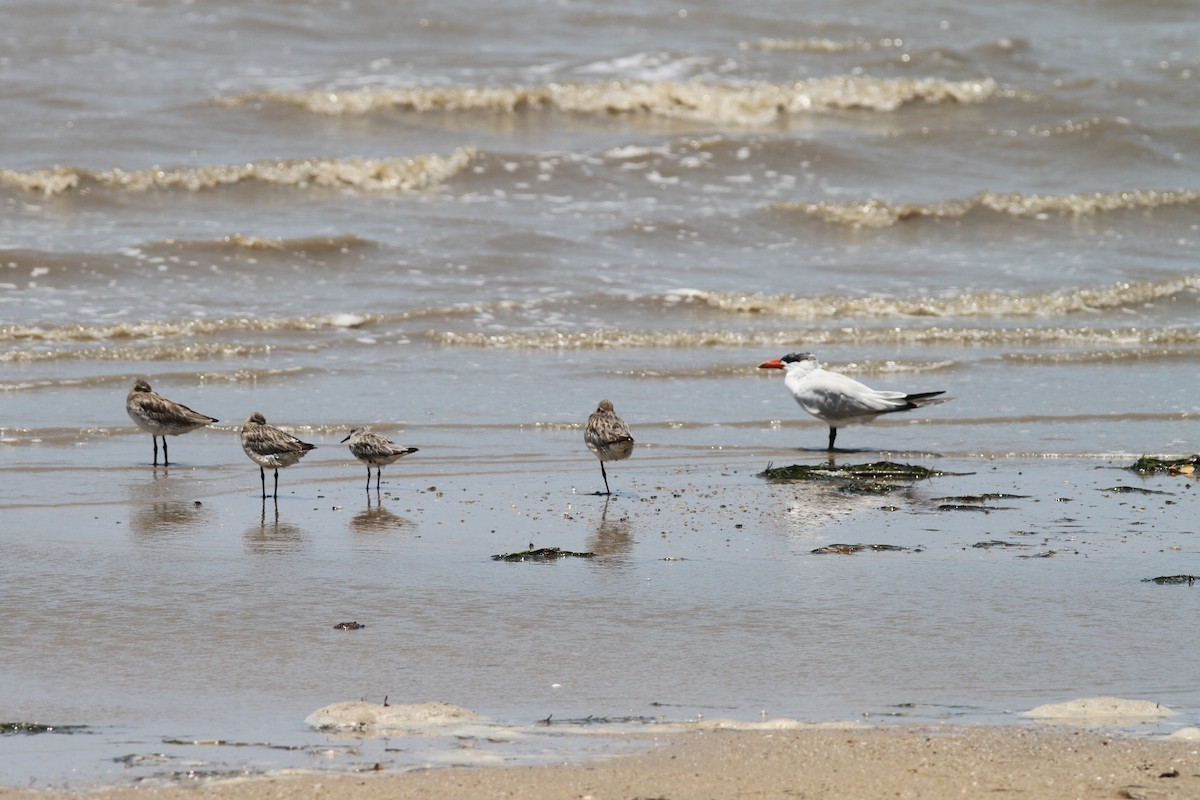 Great Knot - ML645092379
