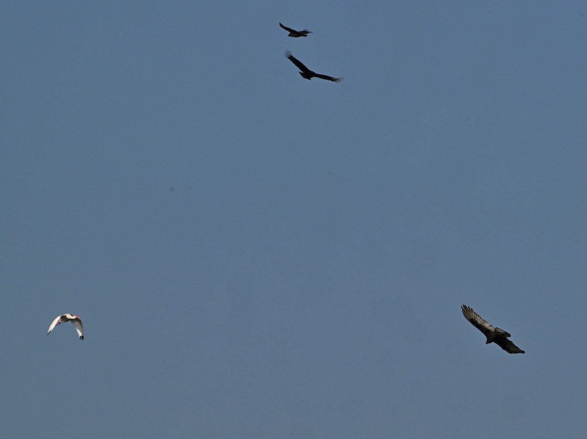 Ak Aynak - ML645092383