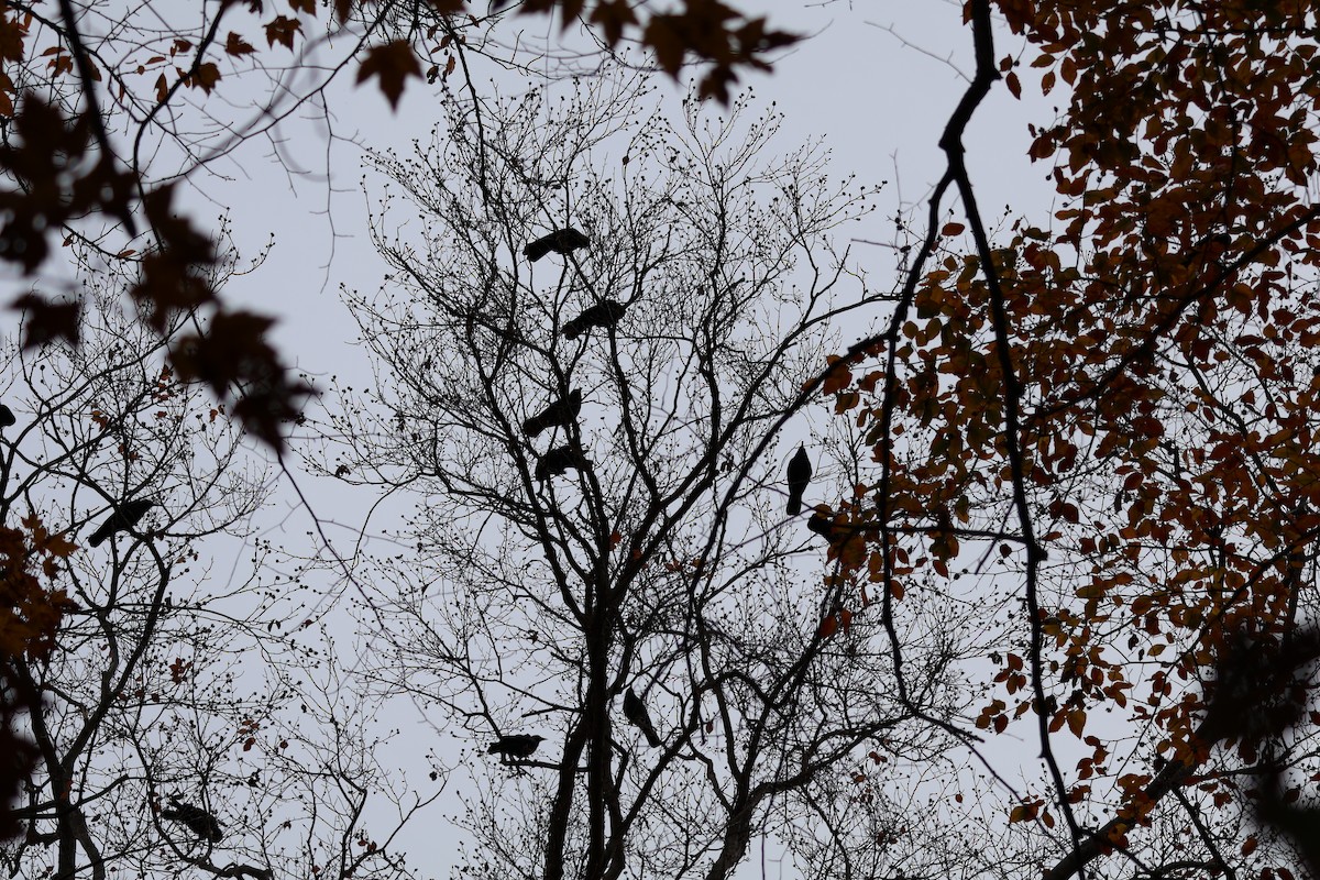 American Crow - ML645092386
