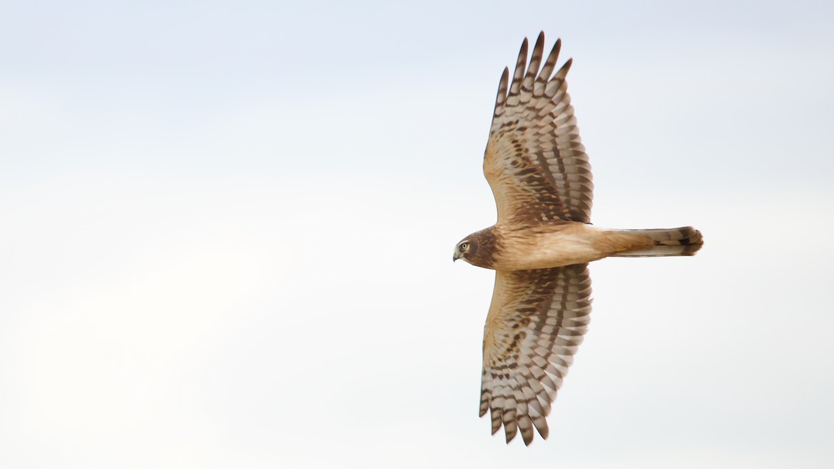 Лунь американський - ML645092391