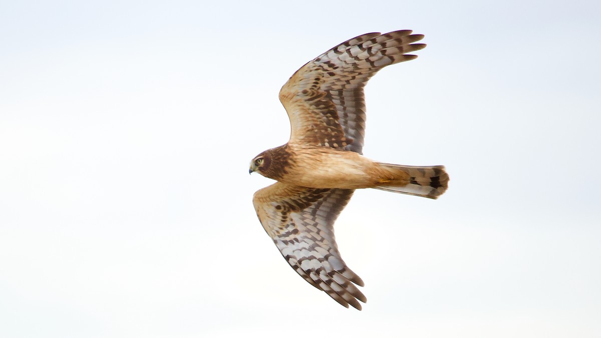 Лунь американський - ML645092392