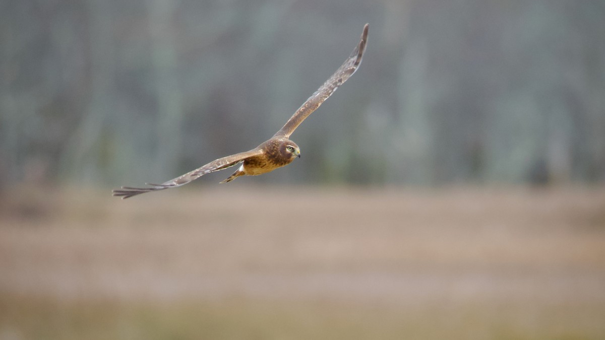 Лунь американський - ML645092393